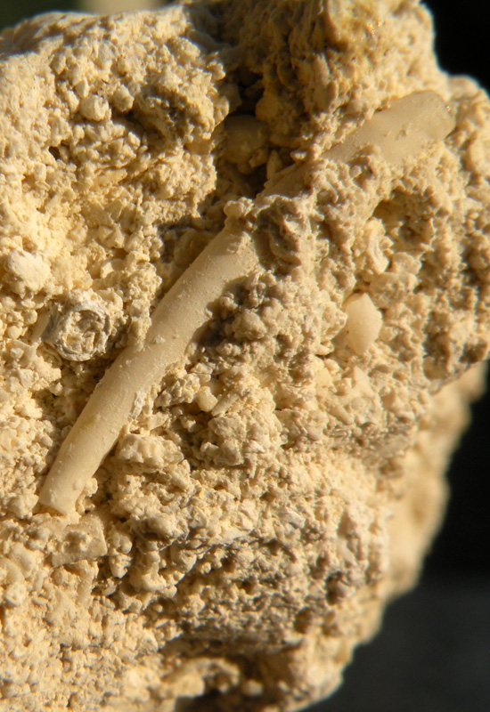 Ditrupa sp.